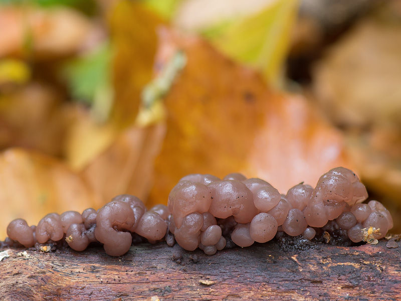 Ascotremella faginea